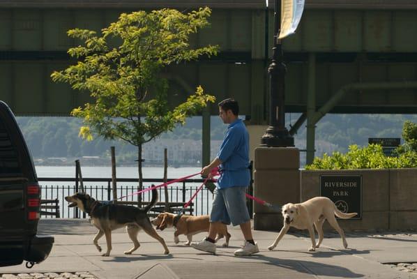 Walks to Hudson River Park from your home or during Day Care