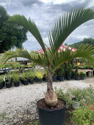 Nice big palm