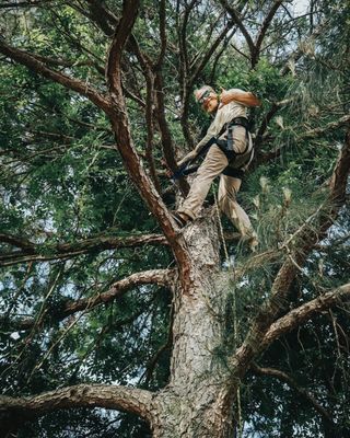 Tree Trimming