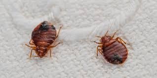 I have been dealing with bed bugs for over ten years.  I understand how and where they live