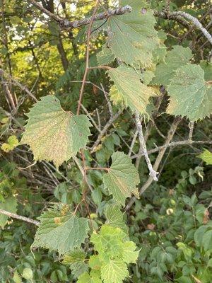 Wild grape vines are abundant along the trail.