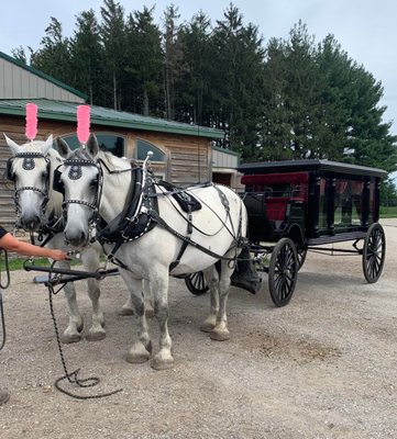 Black Horse Drawn Hearse