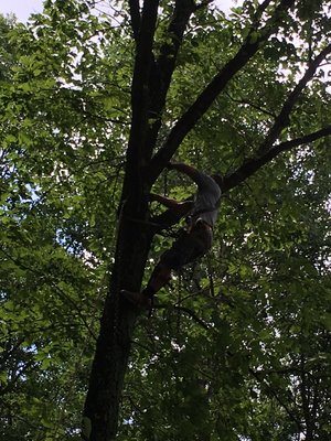 Topping a tree