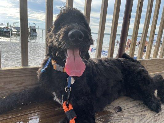 Bennie at the beach