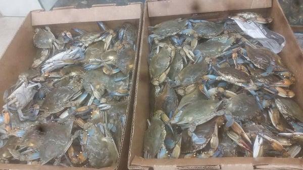 Live Blue Crab