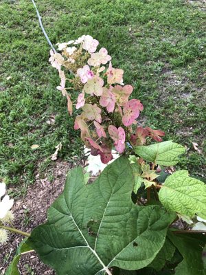 Thank y'all for the free native oak leaf hydrangea. It's blooming nicely.