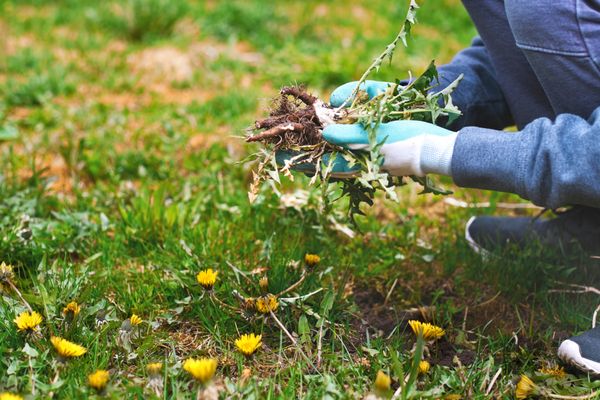 FVS Landscaping