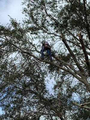 Tree climbing