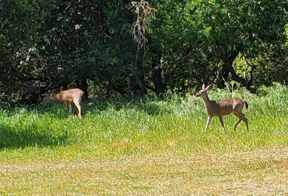 Deer on the course.