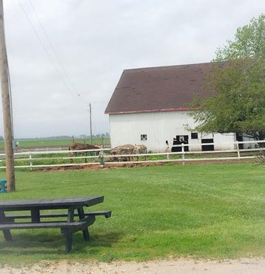 Cows grazing by. 5/26/16