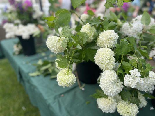 Bainbridge Island Farmers' Market