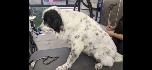 Levi getting groomed!