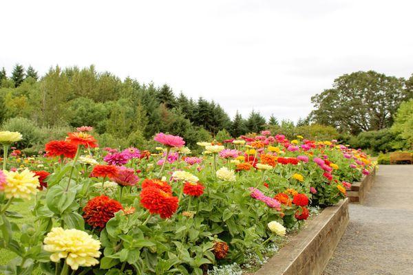 More zinnias - these were planted around the Wedding Garden where we held our ceremony!