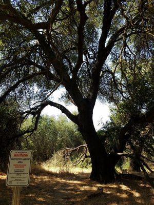 Lots of shady oak trees.