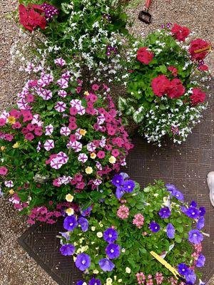 Very nice selection of hanging baskets!