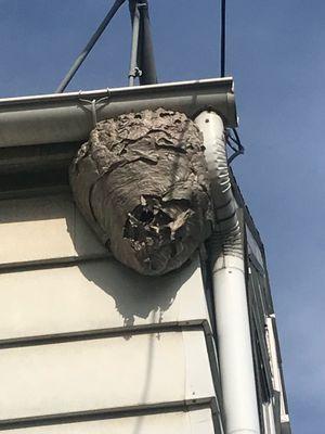 Hornets nest attached to customers gutter!