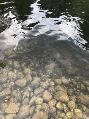 Look at those trout!!! They are huge!