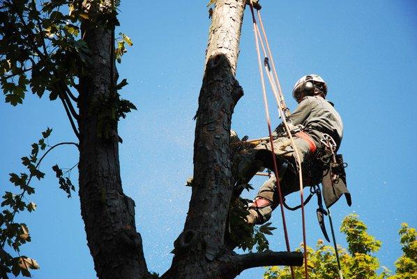 Quality Tree Service Pittsburgh