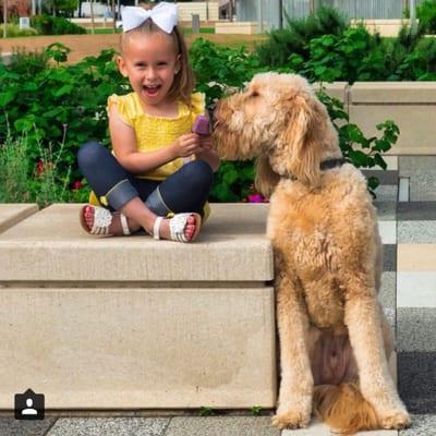 Nelson the Goldendoodle enjoying a Blue Heeler Berry Pupsicle