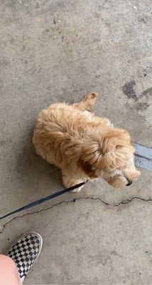 My puppy noodles outside the vet