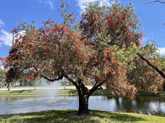 Tree & lake