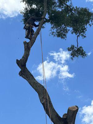 Tree service