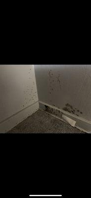 Mold in the closet