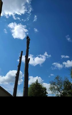 Quality services, topped tree, Standing on the tree,