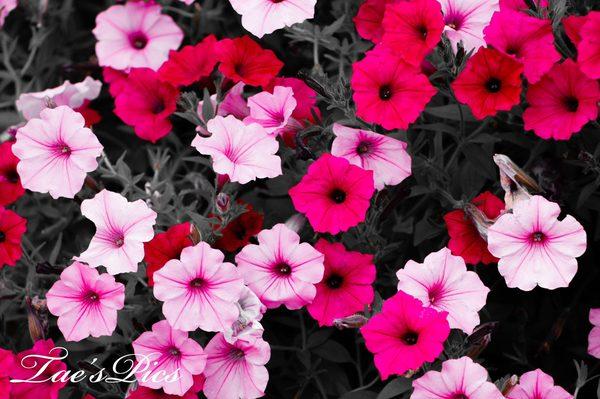 Pink Flowers