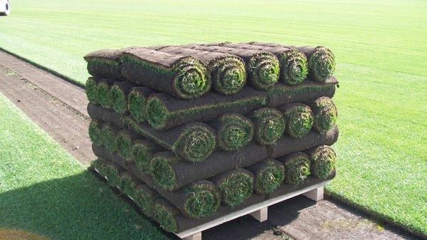 Beautiful Kentucky Bluegrass Sod available in small and large rolls.