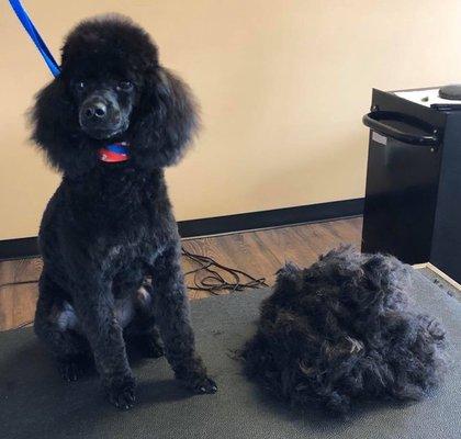 There was a sweet poodle under all that hair!