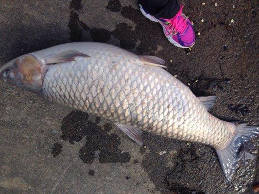 44" 54lb grass carp.