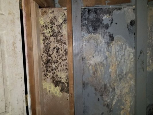 Indoor Mold in a very damp basement.