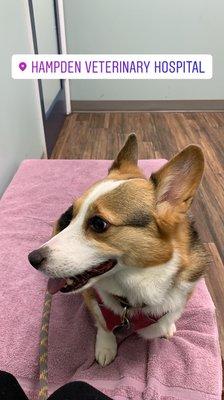 Nice little bed in the offices for the doggos