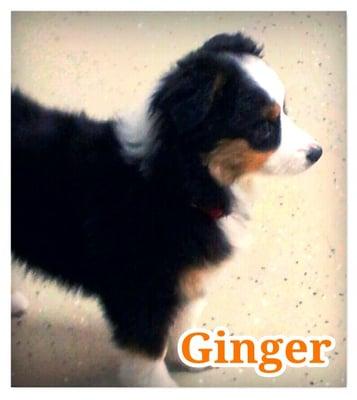 Ginger