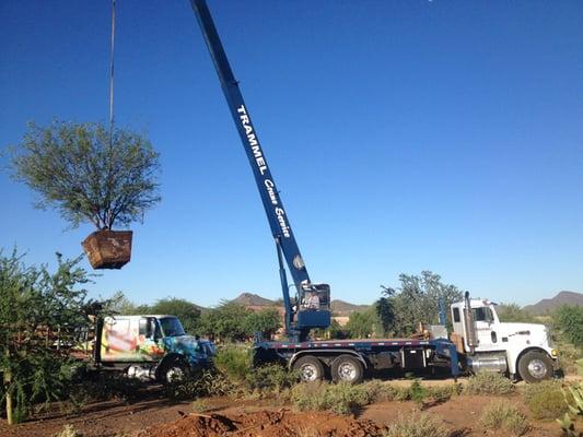 Trammel Crane Service Tree hauling