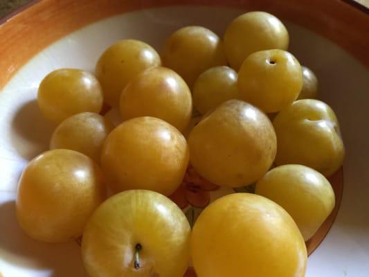 Shiro plums, basket of over 20 for $4, tasty too!