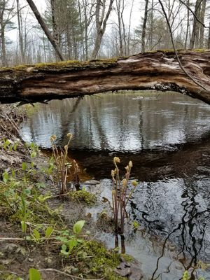 The grounds are beautiful with a riverside trail through the woods.