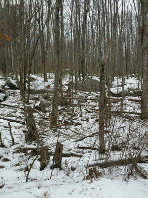 Many boulders in the area.