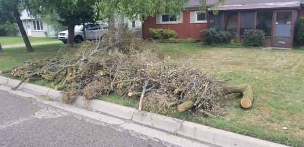 Tree limbs & brush removed from back yard to curb neatly.