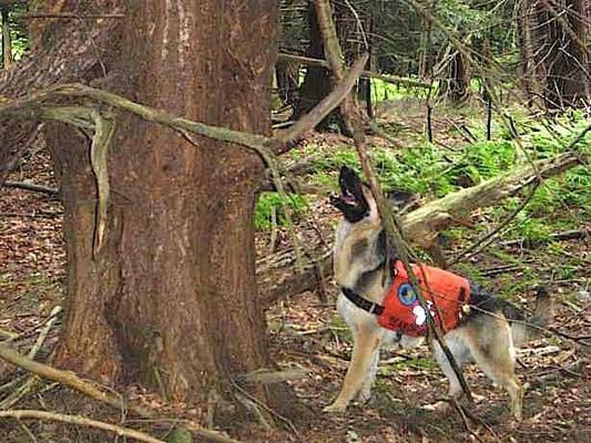 WNY SearchDogs