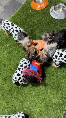 Dog Halloween party with a organic cake made for dogs