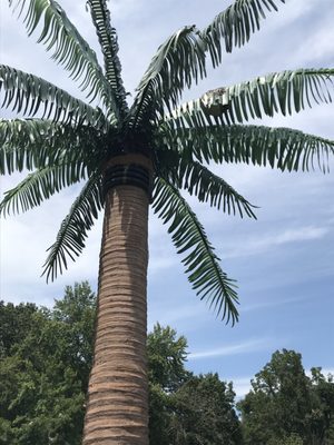 Note the hornets nest at the top of the palm tree..