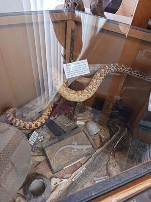 Larg gopher snake display.