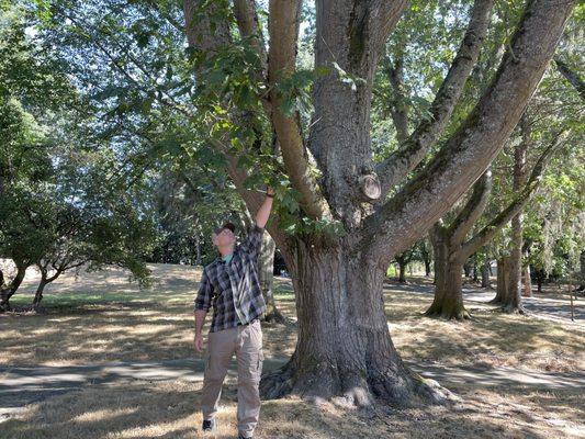 Inspections of exceptional trees.