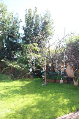 wide shot of tree in back yard