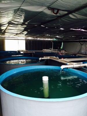 Aquaponics