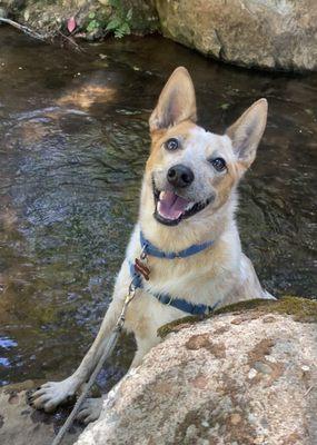 Happy Sammie at one of her favorite water spots!