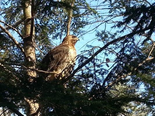 Red tailed hawk released after rehabilitation.