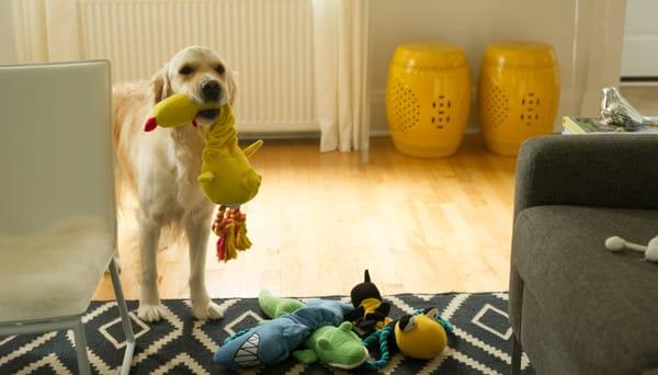 Animal Adventure - Dog with soft pet toys